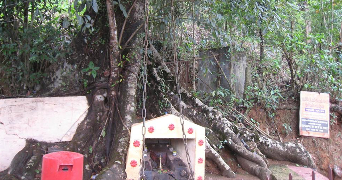 ചങ്ങലമരം ( chain tree)